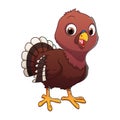 Little Turkey Cartoon Animal Illustration