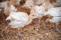 little turkey chicks in a corral with sawdust on a poultry farm. raising birds for meat.