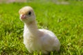 Little turkey on green grass. Turkey-poult close up. Turkey chick walking in the air. Eco farm
