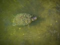 Little turle with algea Royalty Free Stock Photo