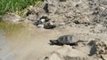 Little Turtle Crawling on the Sand on the Beach and Plunged into the River. Slow Motion
