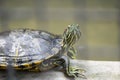 Little turtle facing from inside the fence.