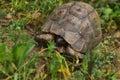 Little Turtle hiding his head in the shell on green grass  field Royalty Free Stock Photo