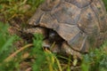 Little Turtle hiding his head in the shell on green grass  field Royalty Free Stock Photo