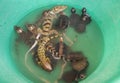 Little turtle, lizard and crocodile in green bucket. Amazon animals