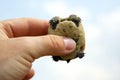 Little turtle in a man`s hand Royalty Free Stock Photo