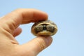 Little turtle in a man`s hand Royalty Free Stock Photo