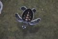 The little turtle. Sea turtle. Turtle. Turtles. Royalty Free Stock Photo