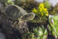 Little turtle sitting among stones and plants