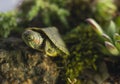 Little turtle sitting among stones and plants