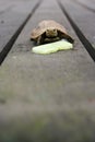 Little turtle on wooden surface Royalty Free Stock Photo