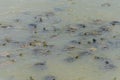 Little turtles swim in the lake