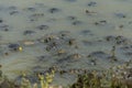 Little turtles swim in the lake