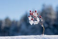 Little twig of rose hip bush in winter Royalty Free Stock Photo