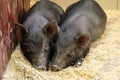 Little two black pigs lie near on the farm. Pig love. Piglets grunt in contact zoo. 2019 Chinese New Year Royalty Free Stock Photo