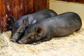 Little two black pigs lie near on the farm. Pig love. Piglets grunt in contact zoo. 2019 Chinese New Year Royalty Free Stock Photo