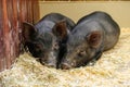 Little two black pigs lie near on the farm. Pig love. Piglets grunt in contact zoo. 2019 Chinese New Year Royalty Free Stock Photo