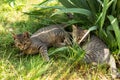 two kittens playing in the grass Royalty Free Stock Photo