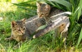 two kittens playing in the grass Royalty Free Stock Photo