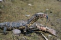 Little Varanus salvator eating rotten fish Royalty Free Stock Photo