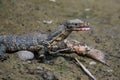 Little Varanus salvator eating rotten fish Royalty Free Stock Photo