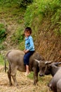 Little Vietnamese boy sitting on water buffalo