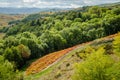 Little vine in middle of forest Royalty Free Stock Photo