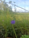 Little violet beautifull wild flower