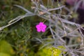 Little violet Dianthus deltoides single flower on the blurred summer background Royalty Free Stock Photo