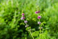 Little violet flower Royalty Free Stock Photo