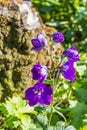 Little violet flower in garden
