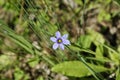Little violet flower with green leaves