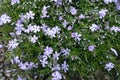 Little violet flowers and buds of phlox subulata
