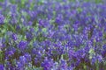 Little violet flowers in garden at summer