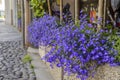 Little violet flowers in the outdoor flowerpot, Italy