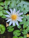 little violet lotus in a small pond