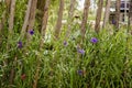 Little violet summer flowers