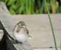 Little wagtail bird Royalty Free Stock Photo