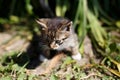 Little walking kitten in green grass in spring