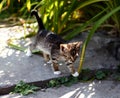 Little walking kitten in green grass in spring