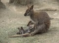 Little Wallaby Macropus rufogriseus puppy from mom`s baby carr