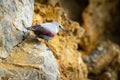 Little wallcreeper holding insect in beak and sitting on rock in mountains