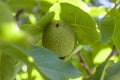 Little walnuts on the walnut tree. Green unripe walnuts hang on a branch. Royalty Free Stock Photo