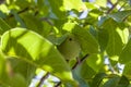 Little walnuts on the walnut tree. Green unripe walnuts hang on a branch. Royalty Free Stock Photo