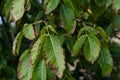 Little walnuts on the walnut tree in Romania Green unripe walnuts hang on a branch. Royalty Free Stock Photo