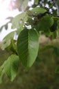 Little walnuts on the walnut tree in Romania Green unripe walnuts hang on a branch. Royalty Free Stock Photo