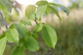 Little walnuts on the walnut tree in Romania Green unripe walnuts hang on a branch. Royalty Free Stock Photo