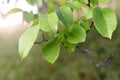 Little walnuts on the walnut tree in Romania Green unripe walnuts hang on a branch. Royalty Free Stock Photo