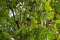 Little walnuts on the walnut tree in Romania Green unripe walnuts hang on a branch. Royalty Free Stock Photo