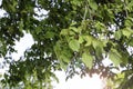 Little walnuts on the walnut tree in Romania Green unripe walnuts hang on a branch. Royalty Free Stock Photo
